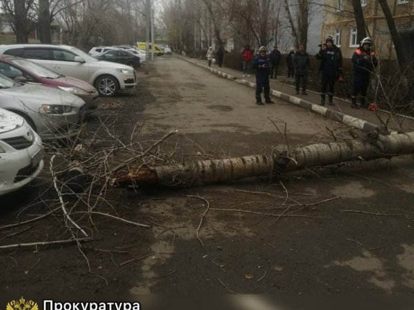 фото упавшего дерева на Промышленной 14