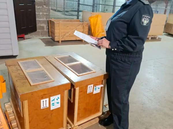 Пингвина Гумбольдта в океанариуме Оренбурга 