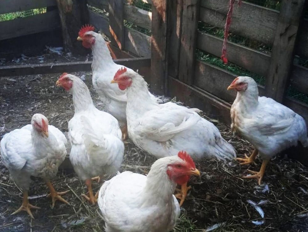 Курятина становится основным продуктом оренбургского животноводства. Фото 1743.ru
