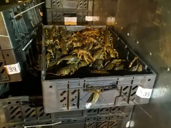 18 тысяч живых раков не пустили в Оренбургскую область из Казахстана