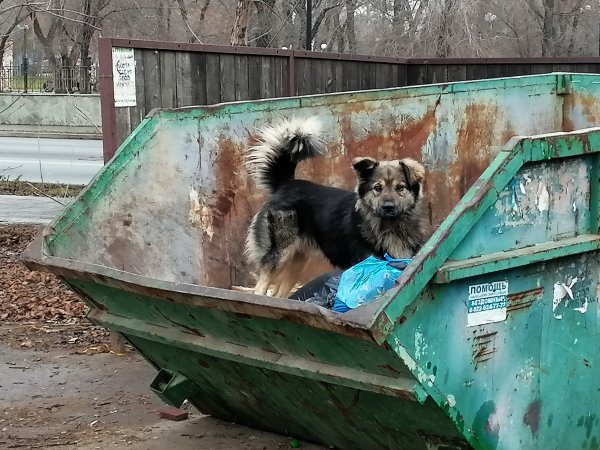От востока до запада Оренбуржья: в Ясном и Бузулуке бродячие собаки напали на детей