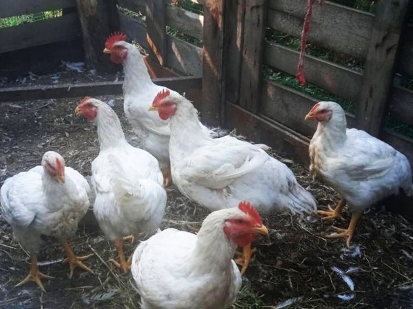 Курятина становится основным продуктом оренбургского животноводства. Фото 1743.ru