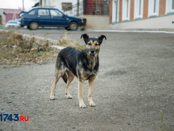 В России запустят единый сервис для поиска потерявшихся животных и питомцев из приютов