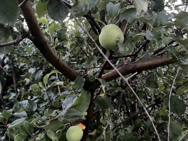 Падалица яблок может быть полезной