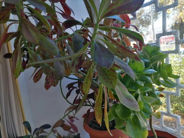 Комнатные растения помогают увлажнить воздух естественным образом